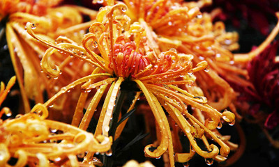 金秋時(shí)節(jié)醉賞菊花