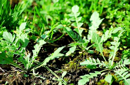 贈(zèng)——野菜