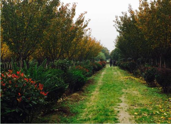 陜煤建設綠宇園林公司：以自有苗木為設計基礎，打造“花園式”工程