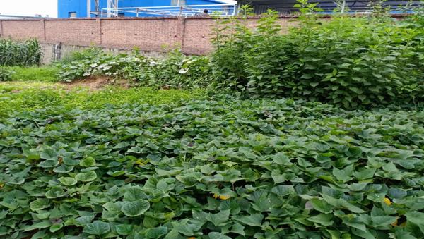 陜煤建設(shè)洗選煤運(yùn)營公司紅柳林洗煤廠項(xiàng)目部：職工“菜園子”，舒筋又舒心