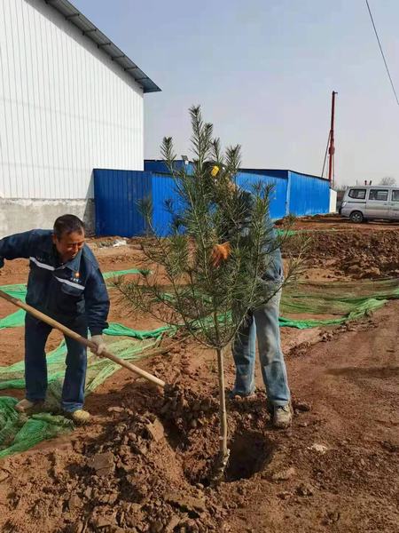 陜煤建設(shè)礦建二公司組織開展植樹節(jié)活動
