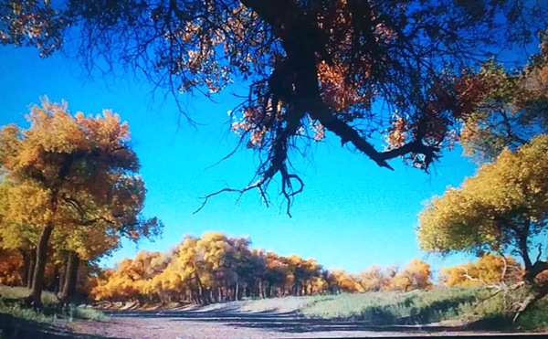 走進(jìn)內(nèi)蒙額濟(jì)納，與胡楊林的美撞個(gè)滿懷