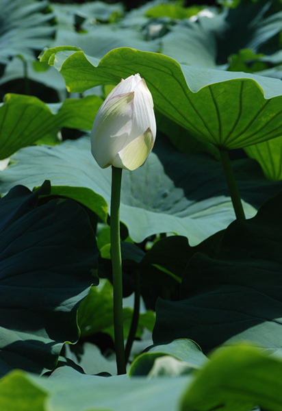 看取荷花凈，應知不染塵