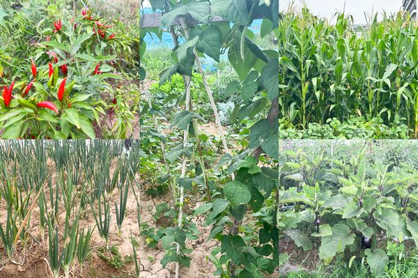 陜煤建設(shè)天工公司土建第七項目部：小小“菜園”，播種即是收獲