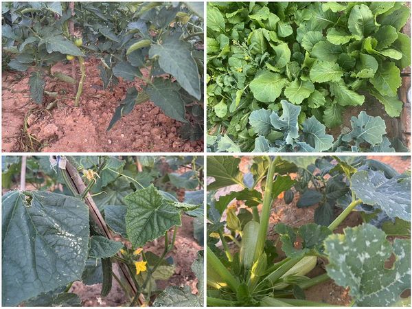 陜煤建設(shè)天工公司土建十七部黨支部：小小菜園，播種幸福感