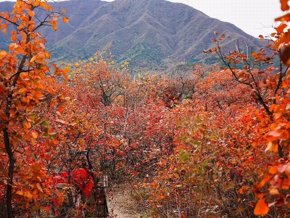 紅葉燃情，歷史鑄魂