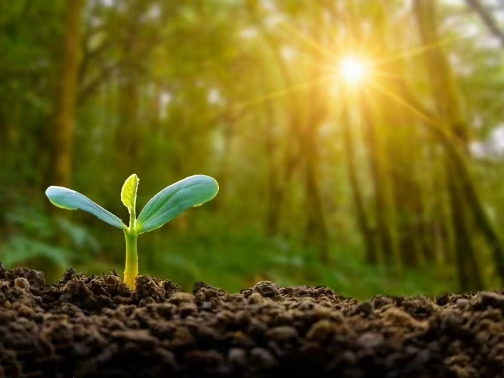 春日向暖  與夢(mèng)同進(jìn)