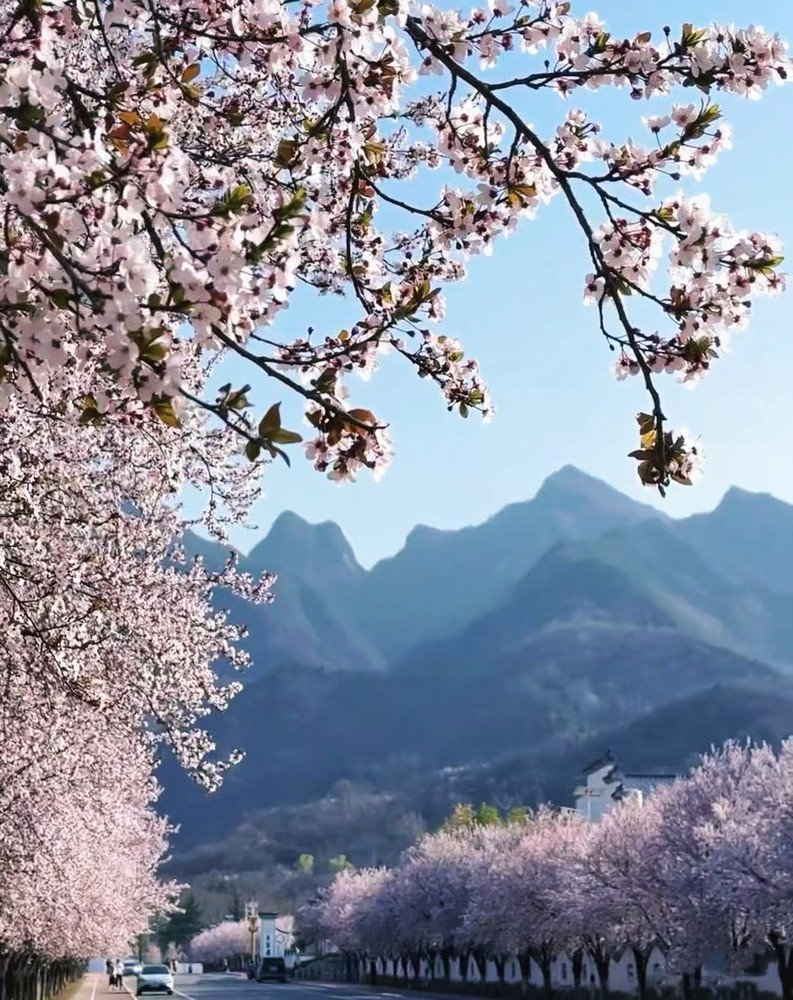 邂逅春櫻，期許四季