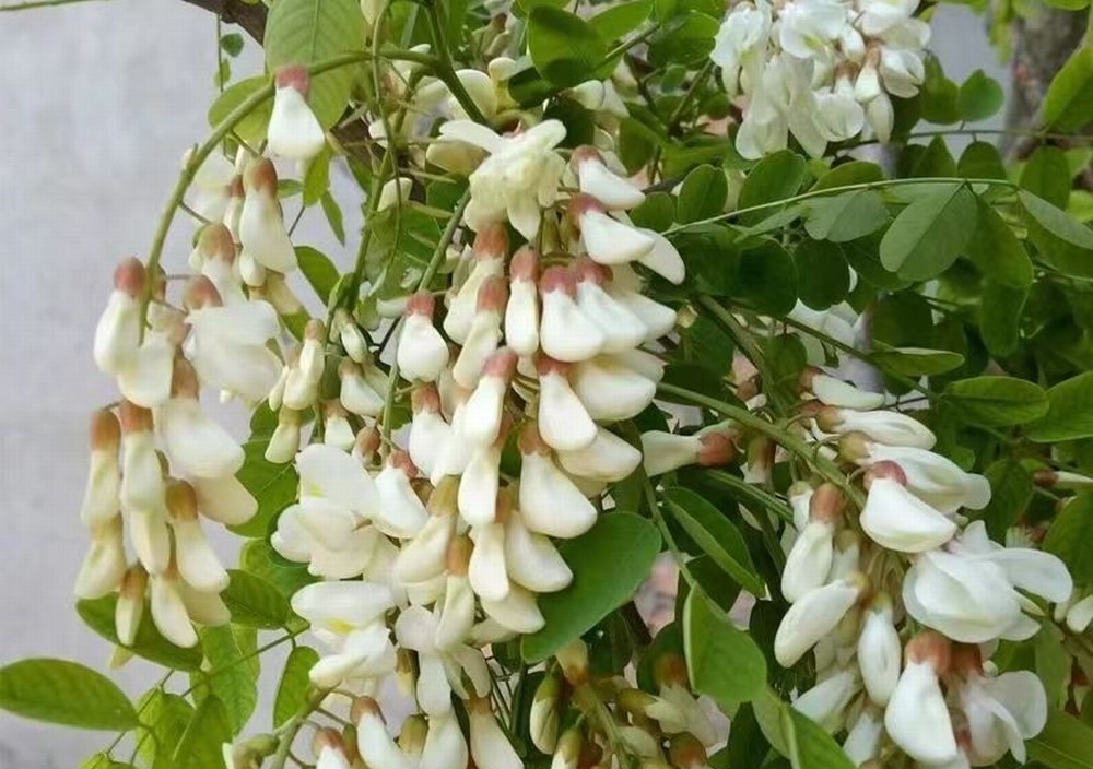 走！鉤洋槐花去！
