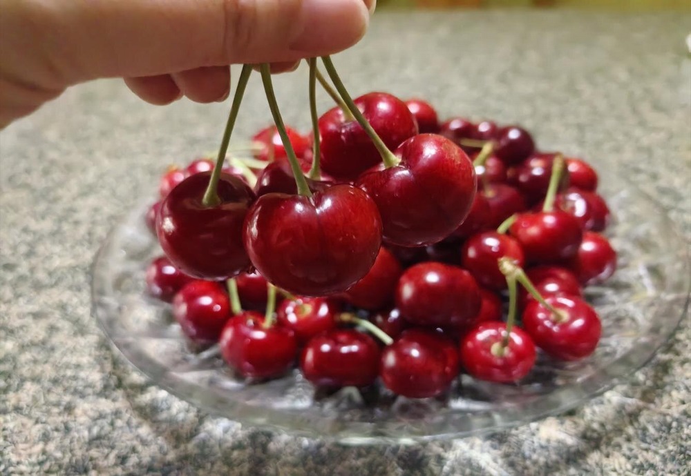 又是一年櫻桃熟