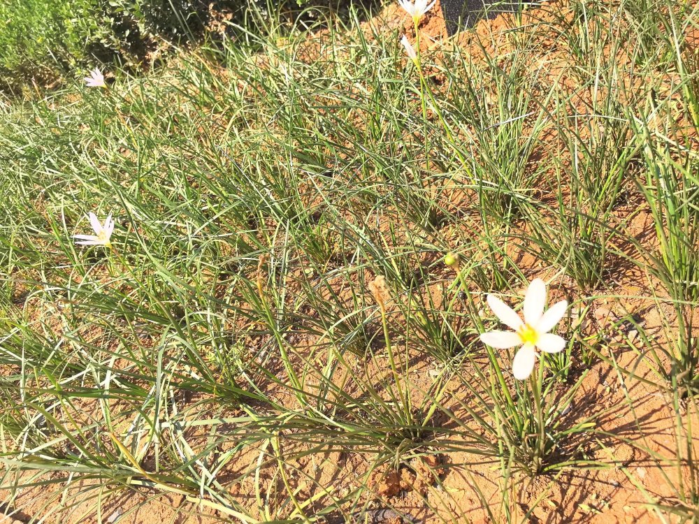 電廠花開時，奮斗自成章